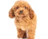Toy Poodle