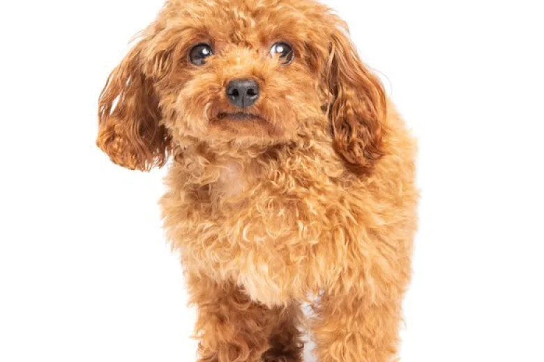 Toy Poodle