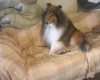 Rough Collie