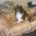 Rough Collie