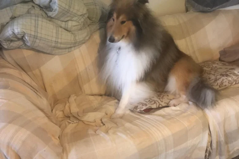 Rough Collie