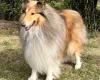Rough Collie