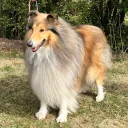 Rough Collie