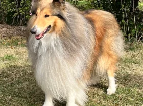 Rough Collie