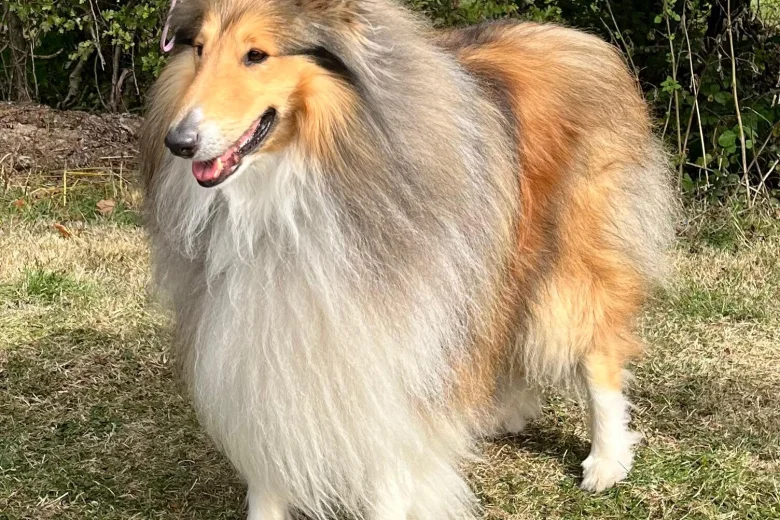 Rough Collie