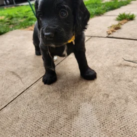 Cocker Spaniel (Working &amp; Show) - Both