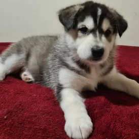 Siberian Husky - Bitches