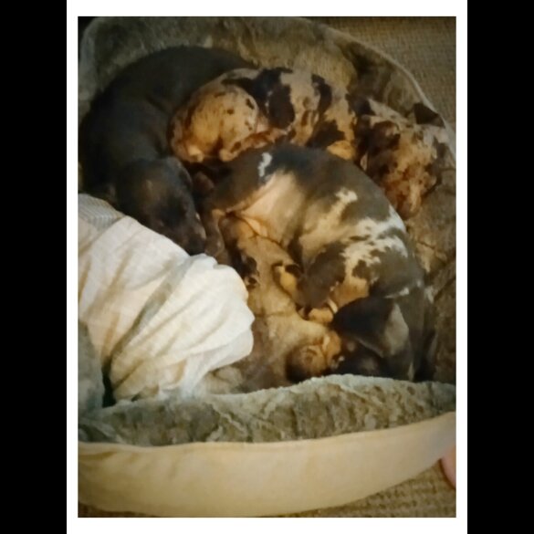 Dachshund (Standard &amp; Miniature) - Bitches