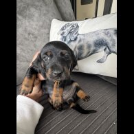 Dachshund (Standard &amp; Miniature) - Both