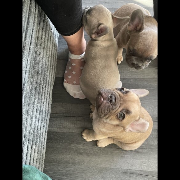 French Bulldog - Both