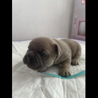 French Bulldog - Both