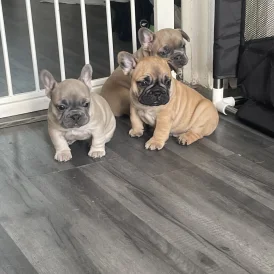 French Bulldog - Both