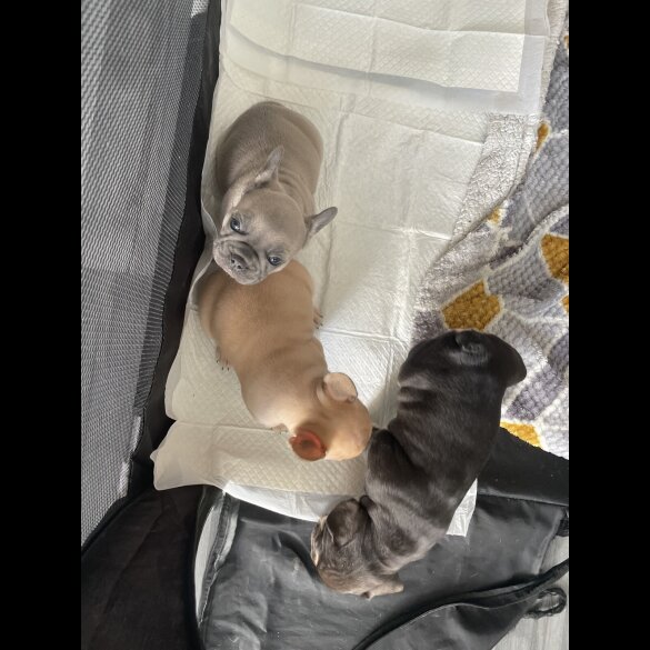 French Bulldog - Both