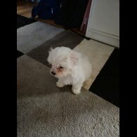 Maltese - Dogs