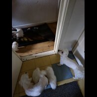 Maltese - Dogs