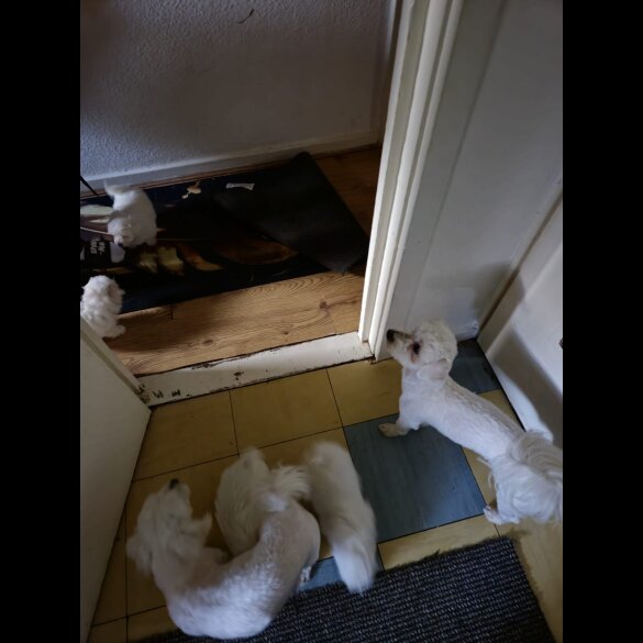 Maltese - Dogs