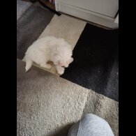 Maltese - Dogs