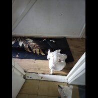 Maltese - Dogs