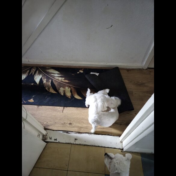 Maltese - Dogs