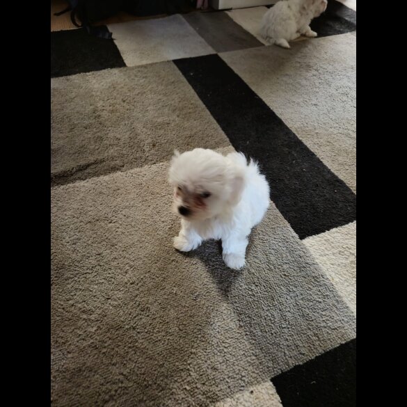 Maltese - Dogs