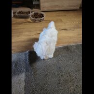Maltese - Dogs