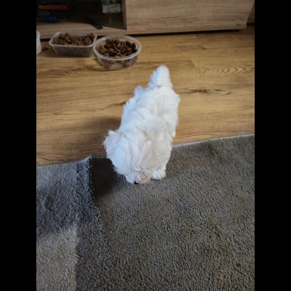 Maltese - Dogs