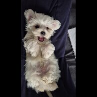 Maltese - Dogs