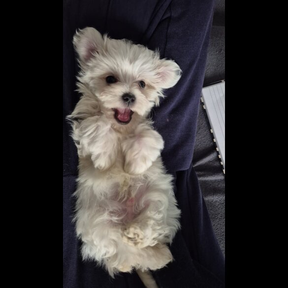 Maltese - Dogs