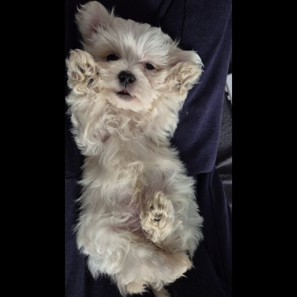 Maltese - Dogs