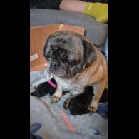 Pug - Bitches