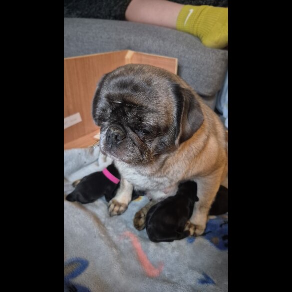 Pug - Bitches