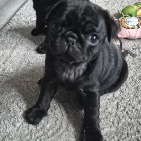 Pug - Bitches