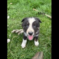 Border Collie - Both