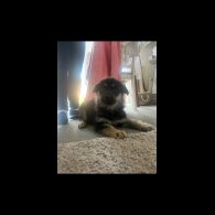 German Shepherd (Alsatian) - Both