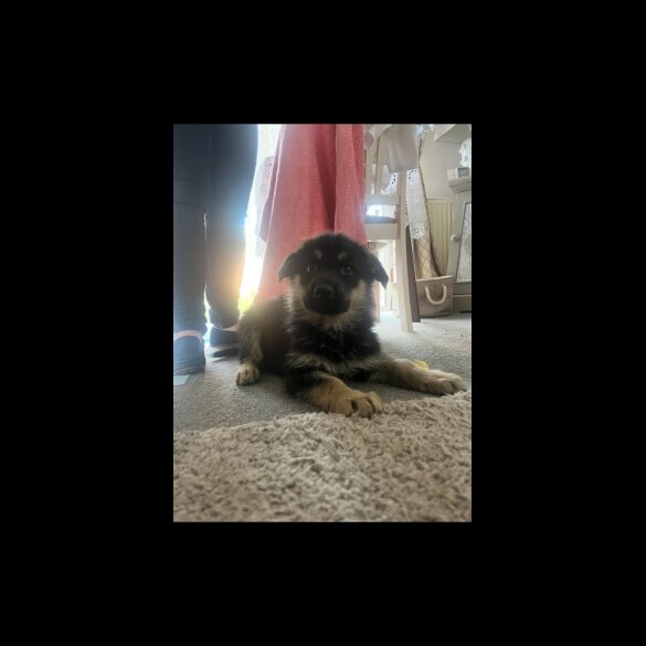 German Shepherd (Alsatian) - Both