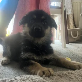 German Shepherd (Alsatian) - Both
