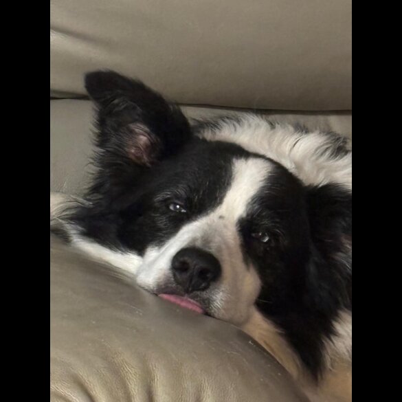 Border Collie - Both