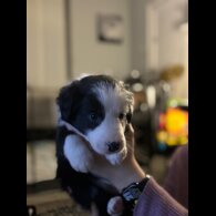 Border Collie - Both