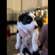 Border Collie - Both