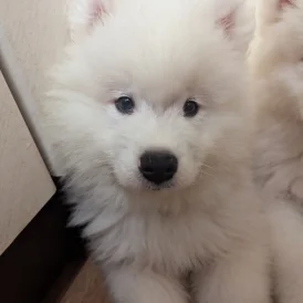 Samoyed - Both