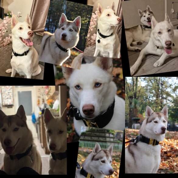 Siberian Husky - Both