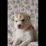 Siberian Husky - Both