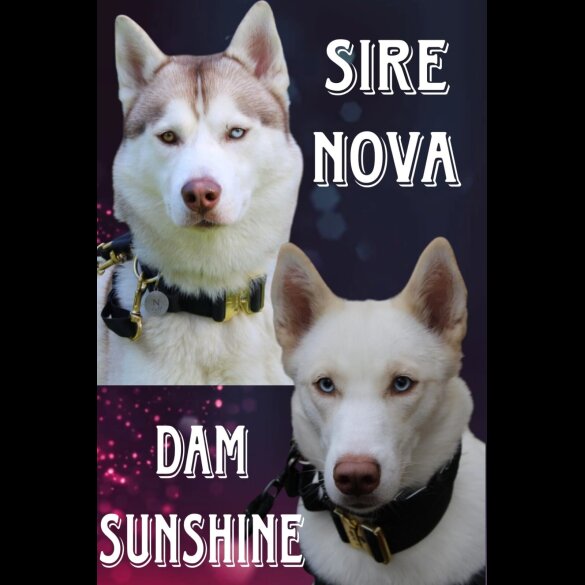 Siberian Husky - Both