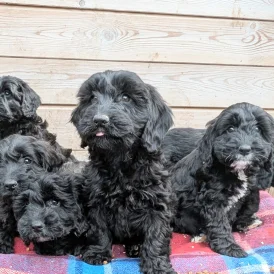 Cockapoo - Both