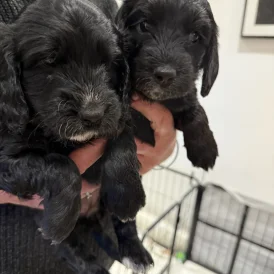 Cockapoo - Both