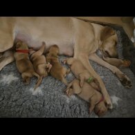 Labrador Retriever - Both