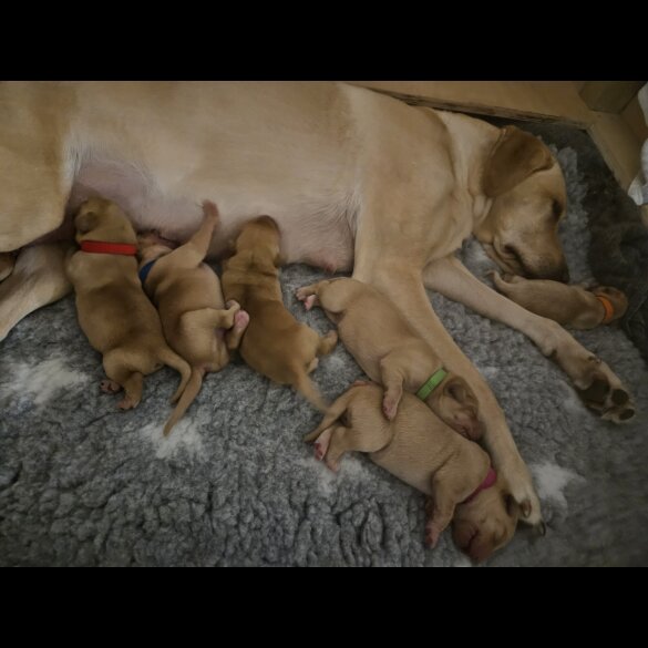 Labrador Retriever - Both