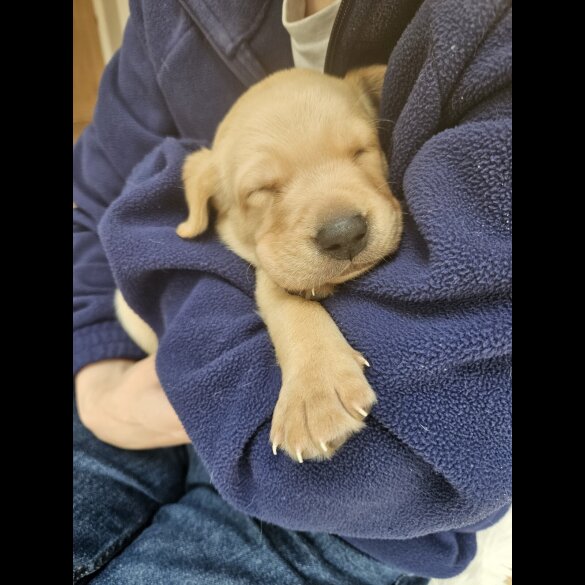 Labrador Retriever - Both