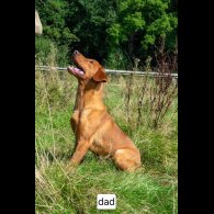 Labrador Retriever - Both