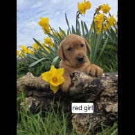 Labrador Retriever - Both